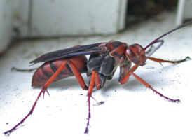Tachypompilus ferrugineus